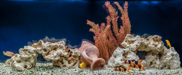aquarium