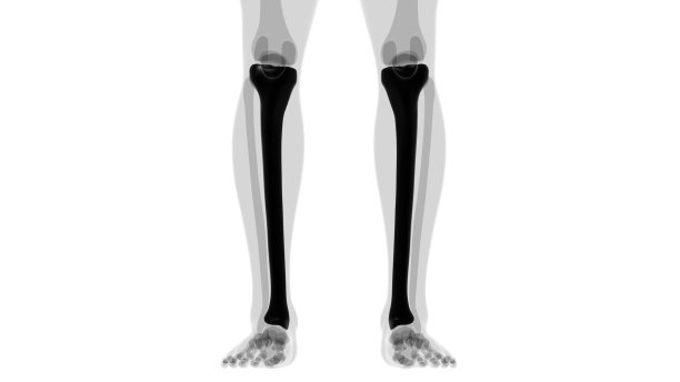 tibia