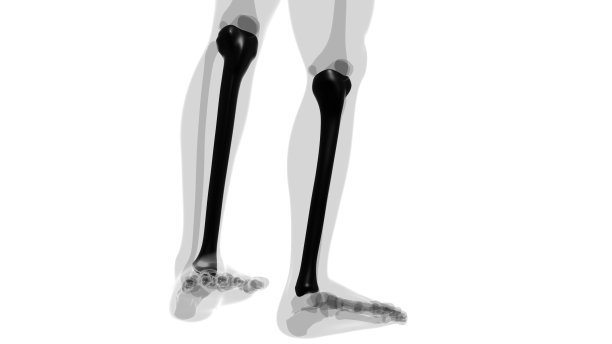 tibia