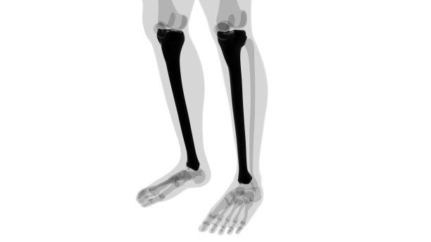 tibia
