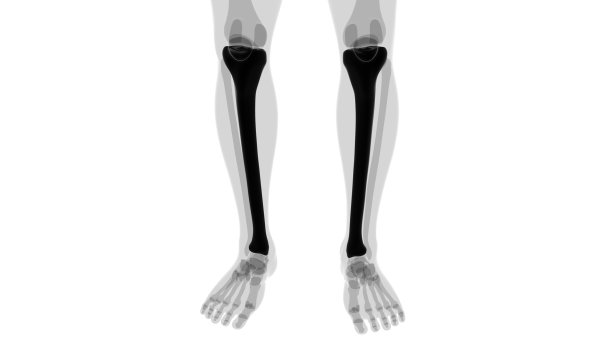 tibia