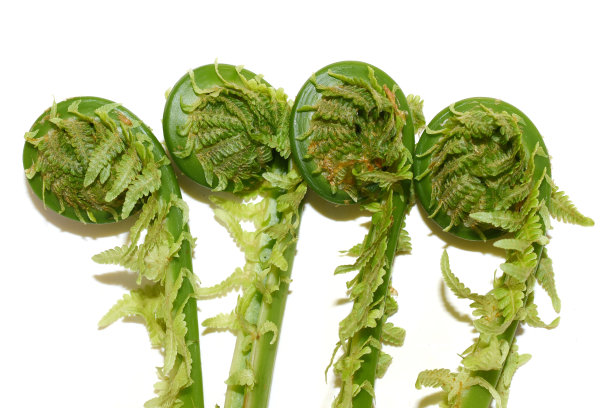 fiddlehead