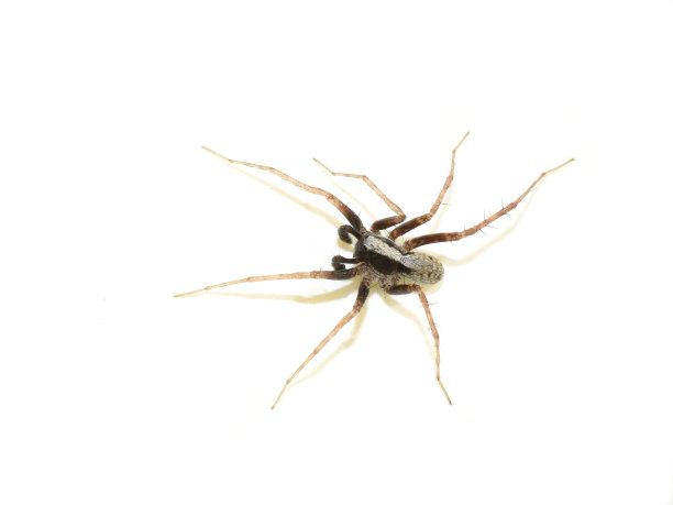 arachnid