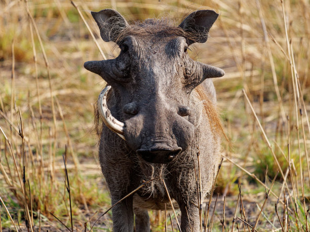 phacochoerus