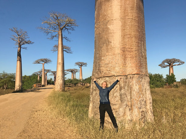 baobab