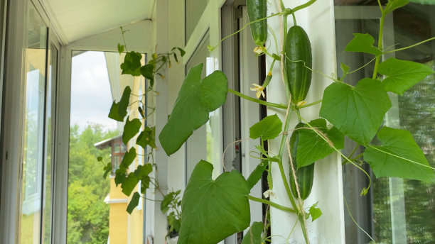 室内阳台种植蔬菜