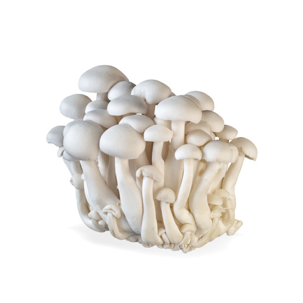 mushroom