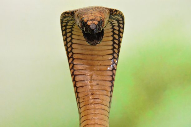 cobra