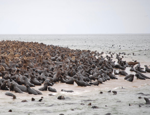 colony