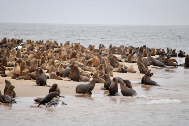 colony