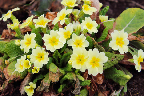 primula