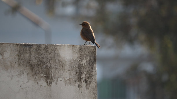 robin-chat