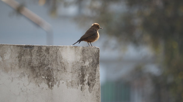 robin-chat