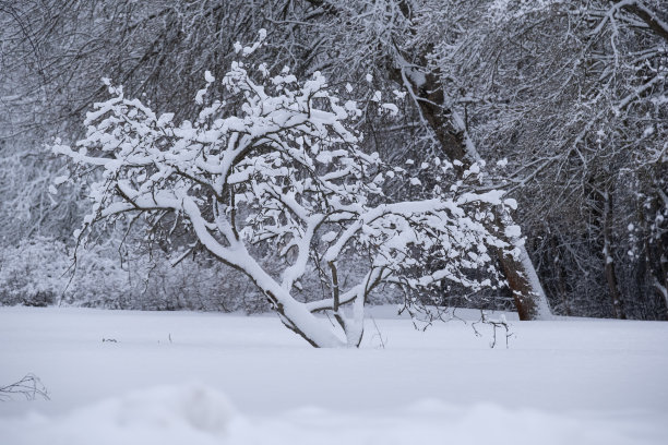 冬季芬兰北部白色的雪原与森林