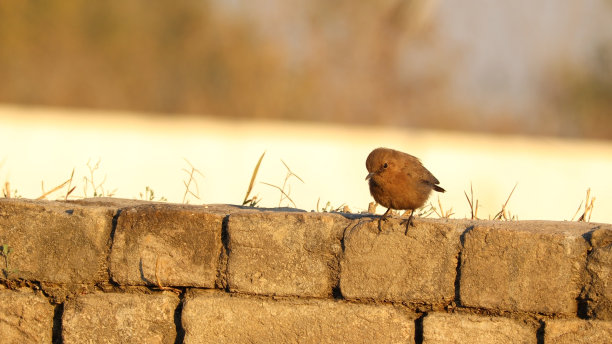 robin-chat