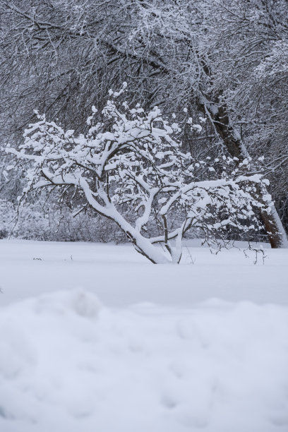 冬季芬兰北部白色的雪原与森林