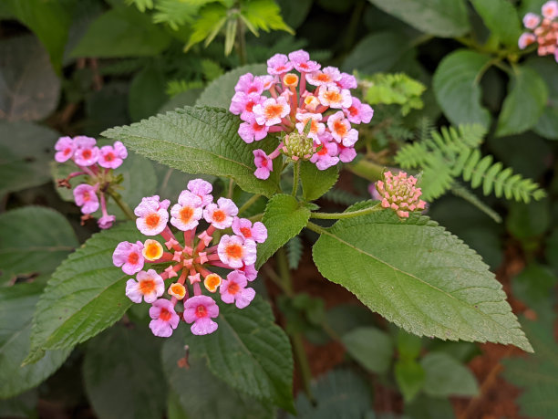 lantana