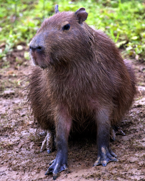 capybara