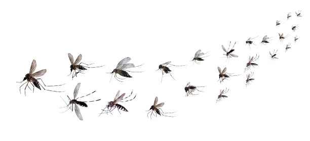 mosquito
