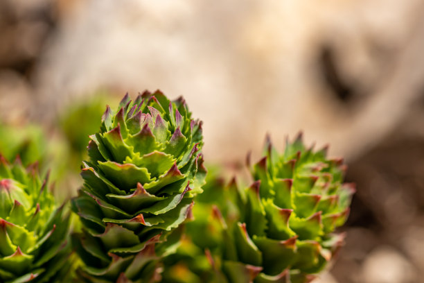rhodiola