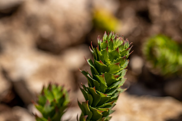 rhodiola