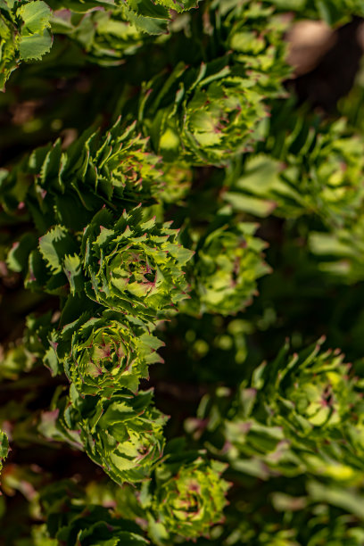 rhodiola