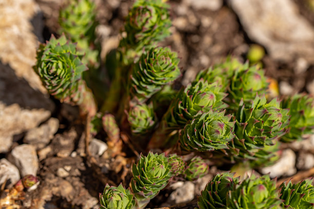 rhodiola