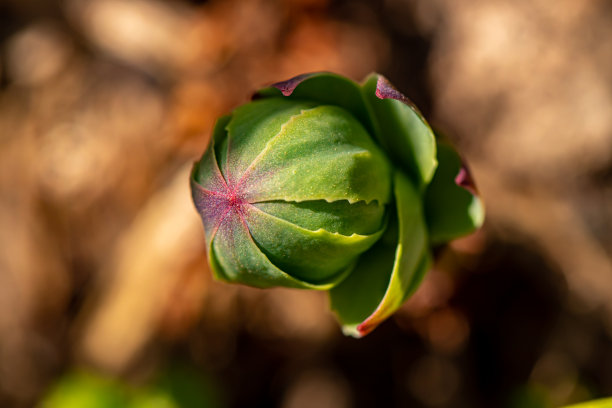 rhodiola
