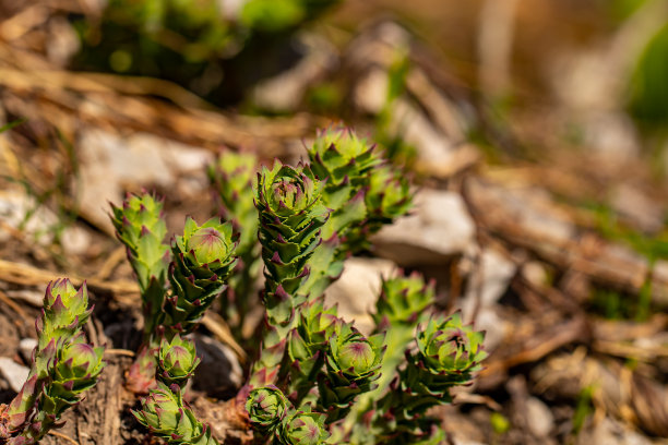 rhodiola