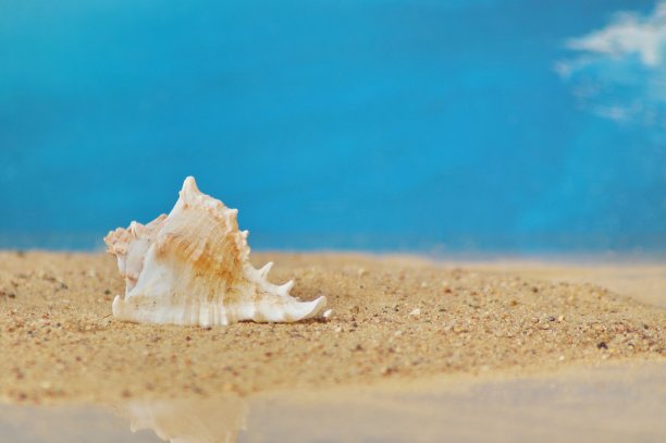 conch