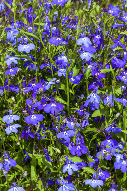 lobelia