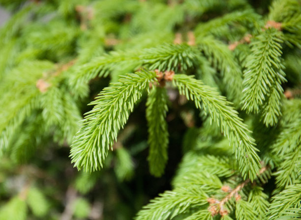 spruce