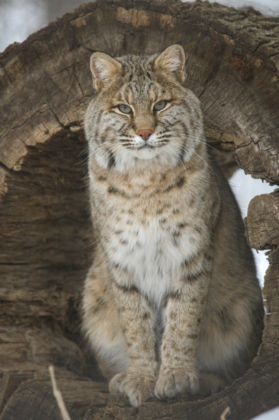 felis