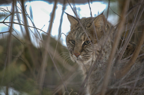 felis