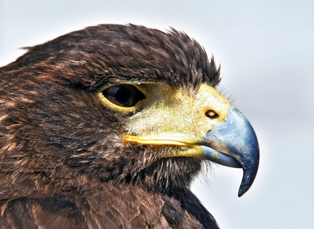 falcon