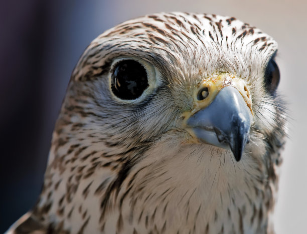 falcon