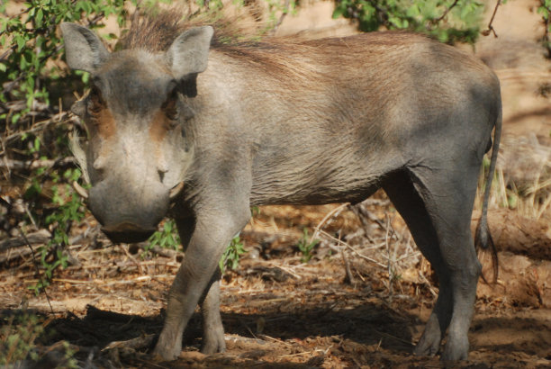 phacochoerus