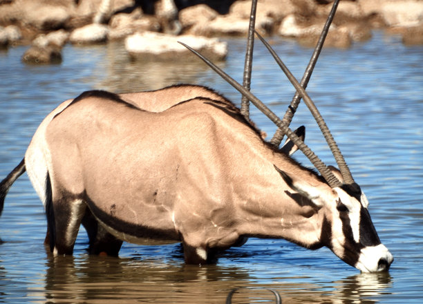 gemsbok