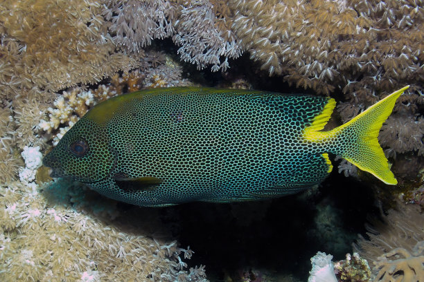 rabbitfish