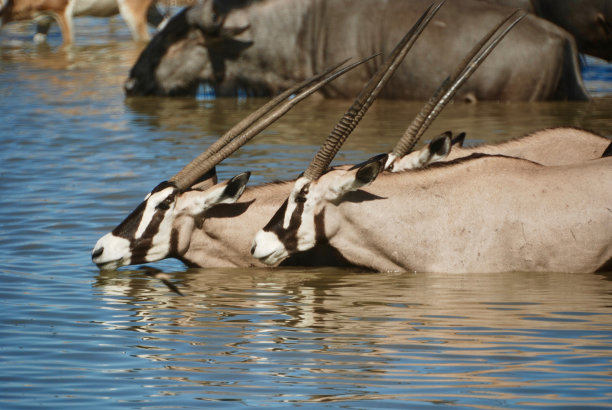 gemsbok