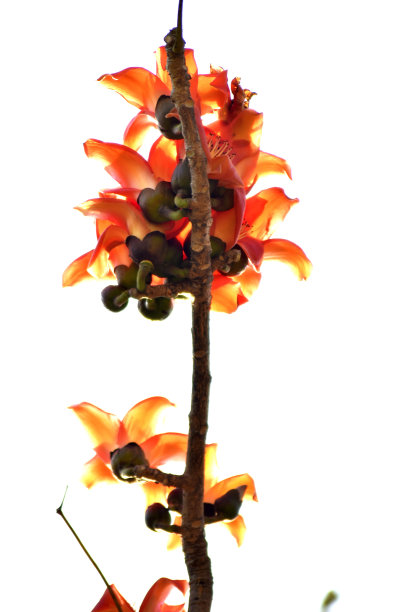 热带森林中的花朵，泰国