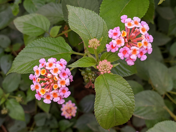 lantana