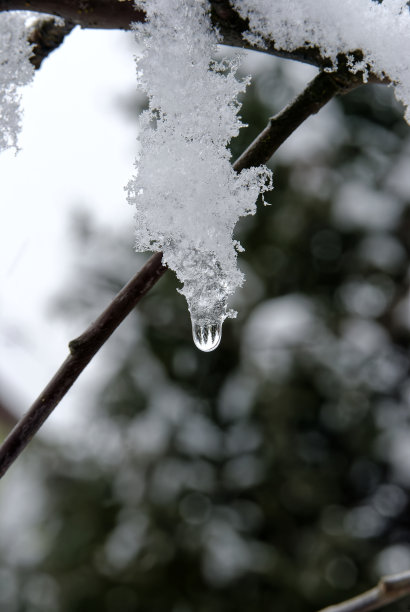 雪景桃花枝