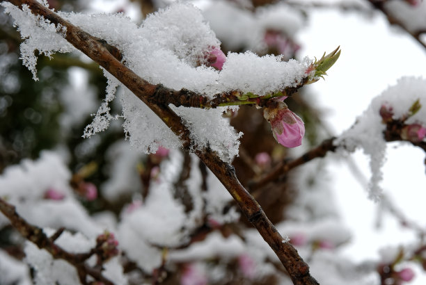 雪景桃花枝