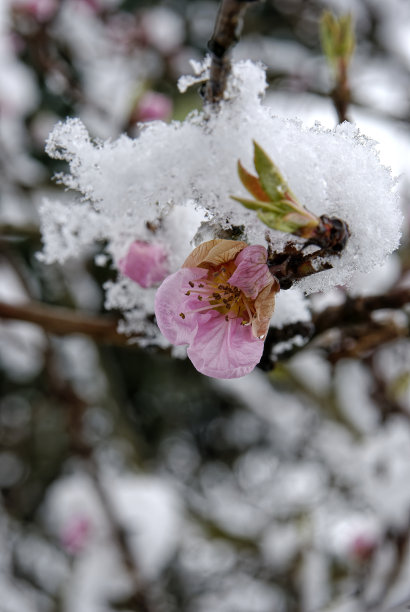 雪景桃花枝