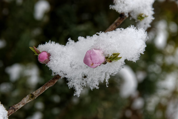 雪景桃花枝