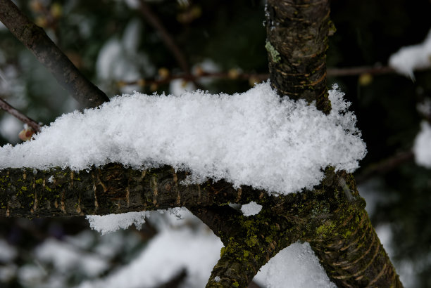 雪景桃花枝