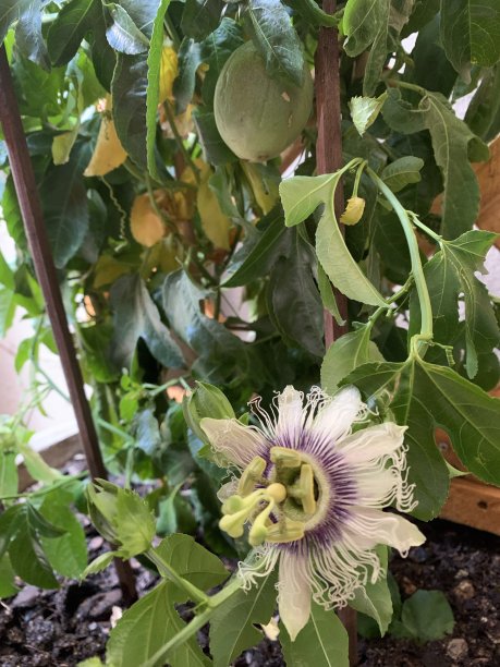 passiflora