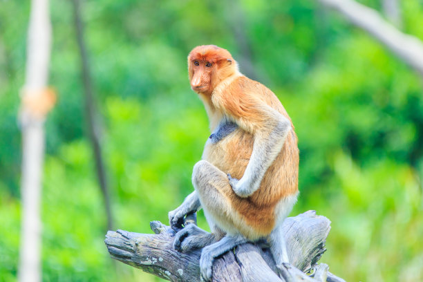 sabah