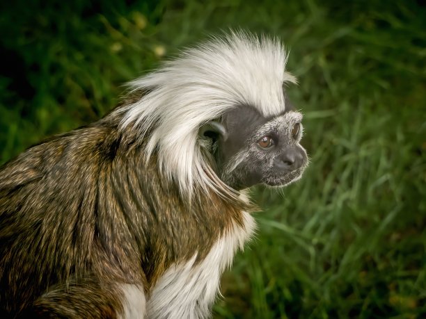 saguinus
